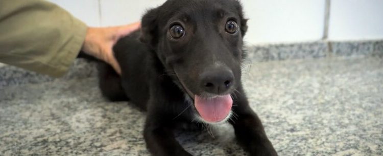 CCZ de Caraguatatuba abre agendamento para 350 vagas de castração de cães e gatos nesta sexta-feira (01/11)