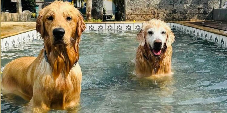 Paraíso petfriendly na Serra da Mantiqueira: Villa Ayê é referência em hospedagem para pets e tutores
