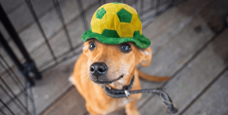 Foto mostra um cachorro pequeno de pelagem caramelo olhando para a câmera com expressão curiosa. Ele usa uma coleira preta e um chapéu verde e amarelo com estampas que lembram uma bola de futebol. O animal está sobre um piso de madeira, preso a uma guia, e a imagem foi feita de cima para baixo, destacando seus olhos grandes e brilhantes.